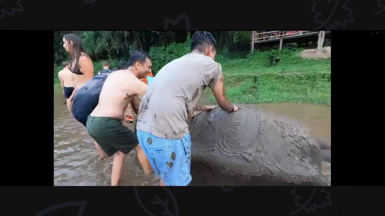 Black MAN Travels - Day in the life with Elephants in Chiang Mai, Thailand