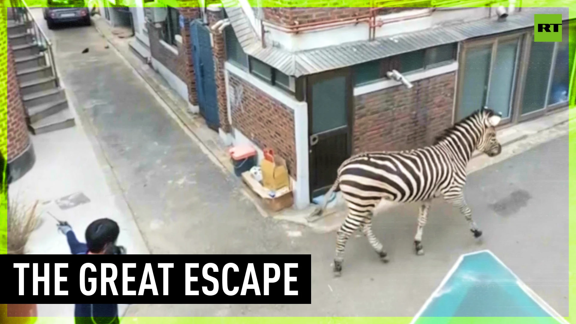 Zebra escapes from Seoul zoo, runs free for hours