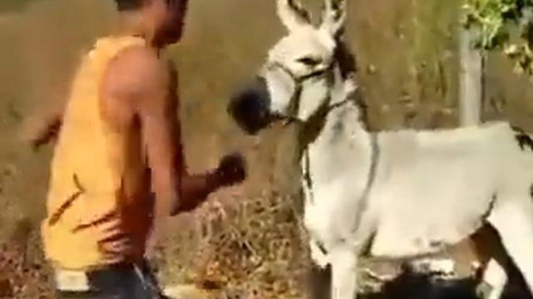 Jack Ass Beats Up A Donkey And The Donkey Attacks Jack Ass And Beats him Up Badly!?