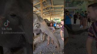 Elephant Sanctuary in Chiang Mai, Thailand ??