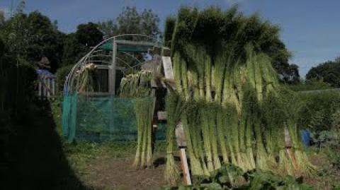 Flax to linen: from sowing to sewing.