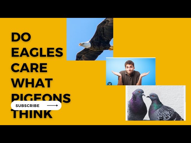 Do eagles care what pigeons think