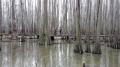 Spooky_Savannah_Harp_Twins_original_song