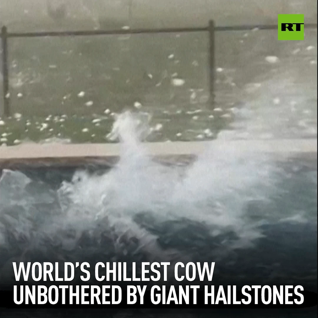 World’s chillest cow unbothered by giant hailstones