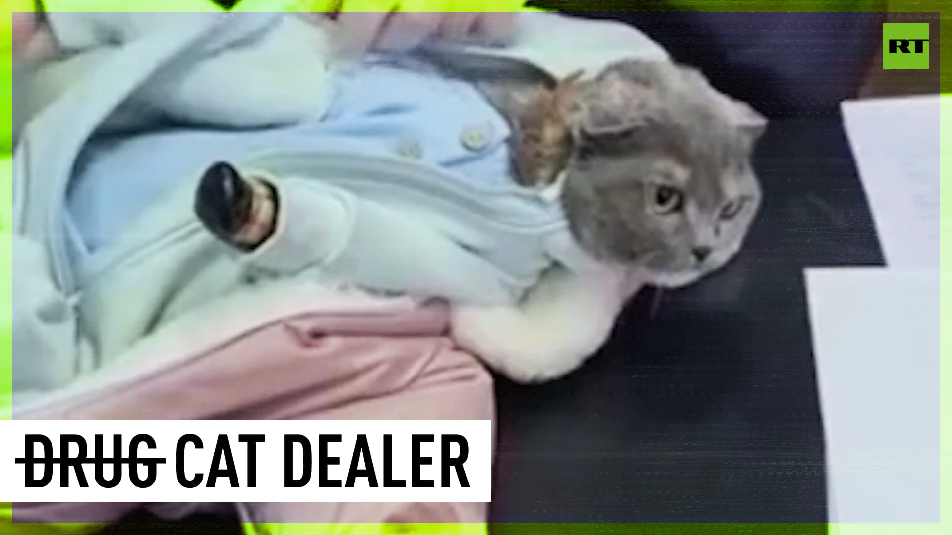 Drug bust leads to arrest of cat dressed as baby