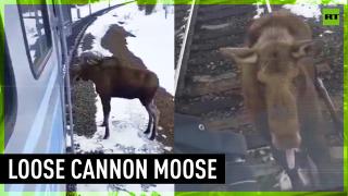 Moose brings train to a halt in Russia