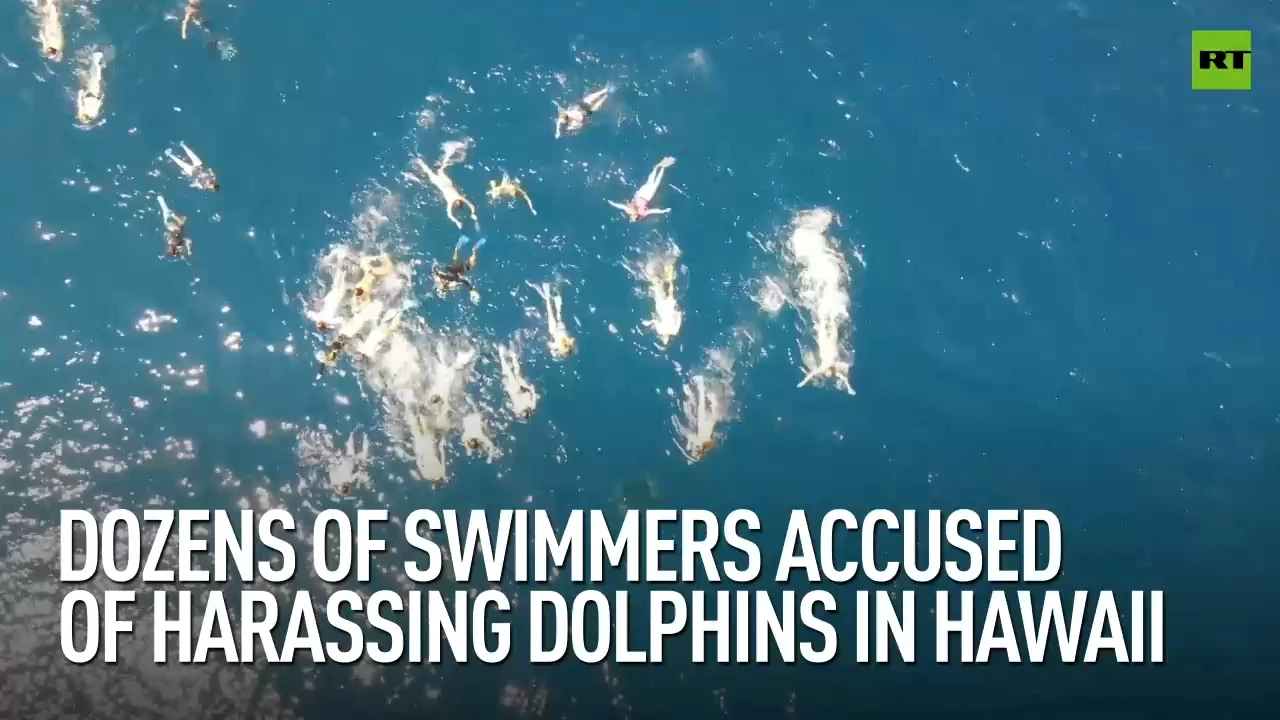 Dozens of swimmers accused of harassing dolphins in Hawaii