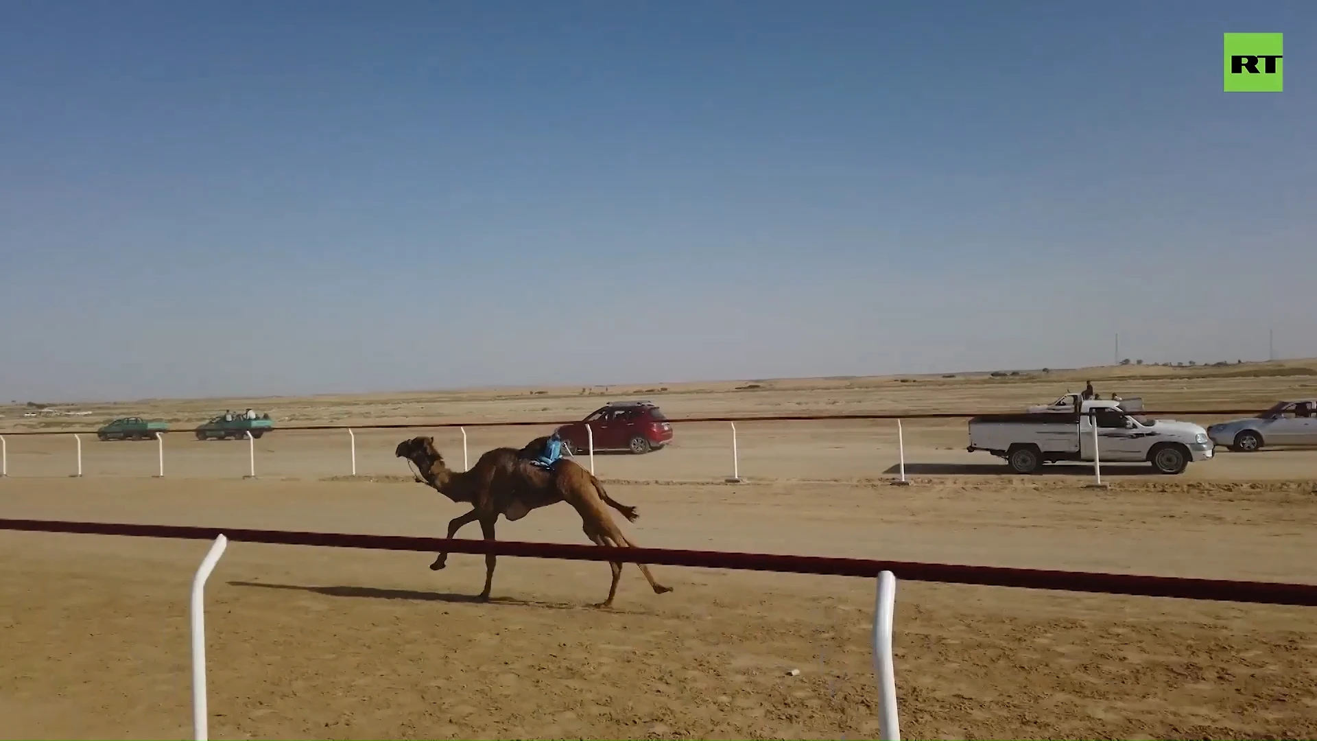 International camel race held in Egypt