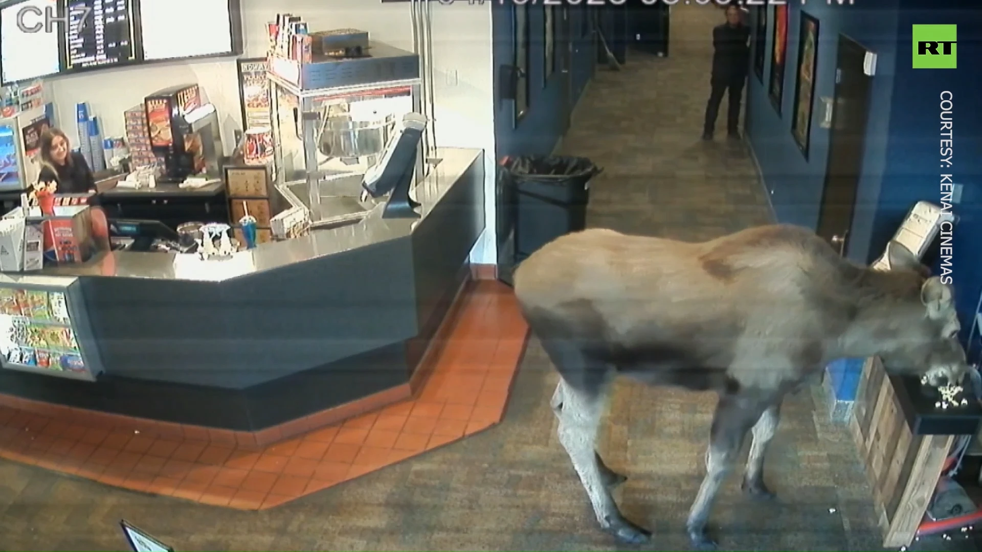 Moose on the Loose: Elk swings by Alaska movie theater, munches popcorn