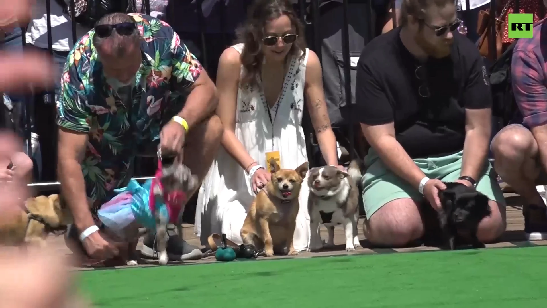 Massive Chihuahua Race takes place on Cinco de Mayo in Washington DC