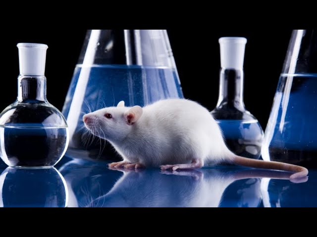 YOU are the Lab Rat for S#TF