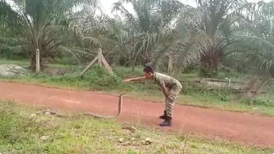 MALAYSIAN SOLDIER CATCHES KING COBRA WITH HIS BARE HANDS, WOW !!