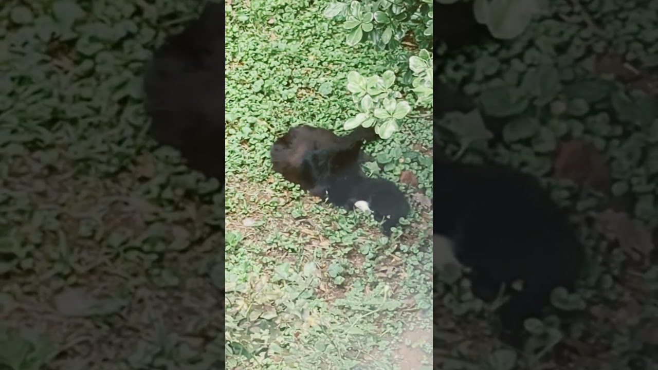 KITTEN & MAMA CAT PLAYING & GROOMING ? ?