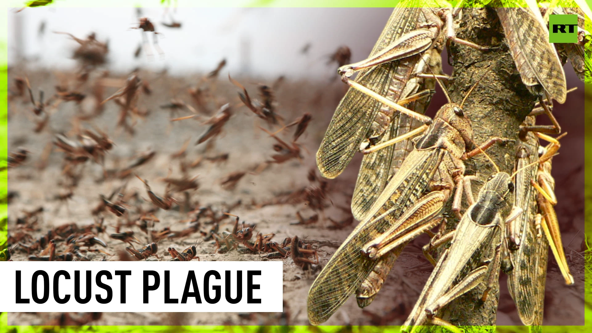 Agricultural disaster | Locust outbreak threatens Afghanistan food security