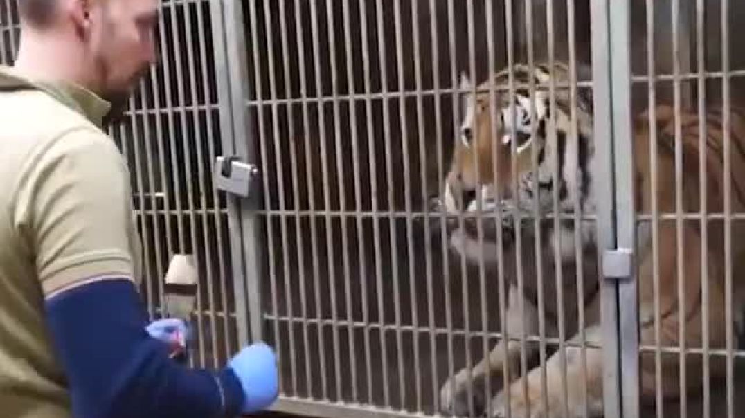 Have you ever seen a Tiger's Health Checkup?? Unbelievably cooperative.....