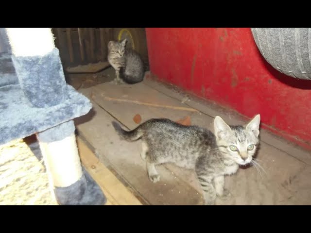 Help War Horse's Kittens