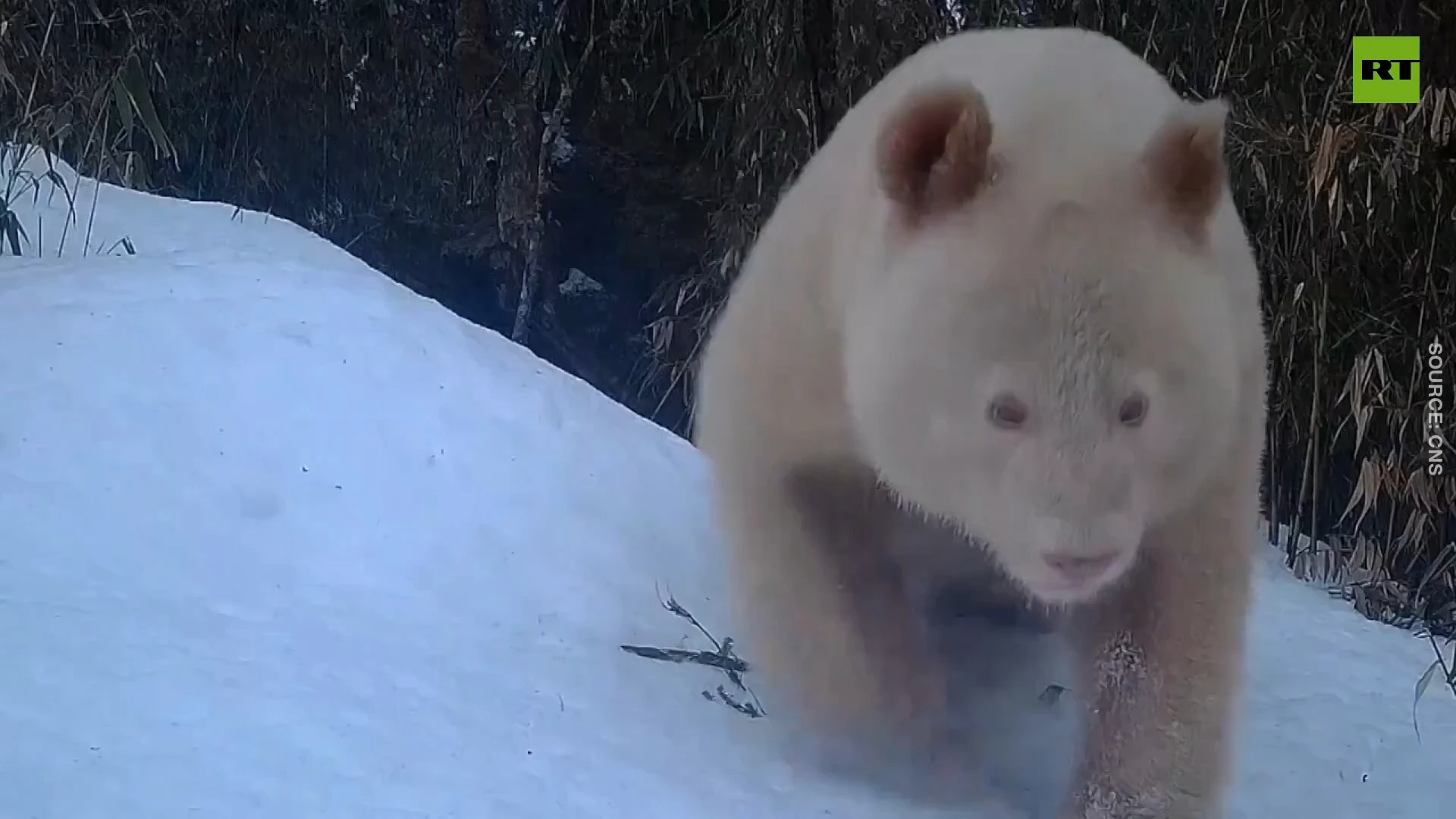 World's only all-white panda spotted in China's Sichuan province