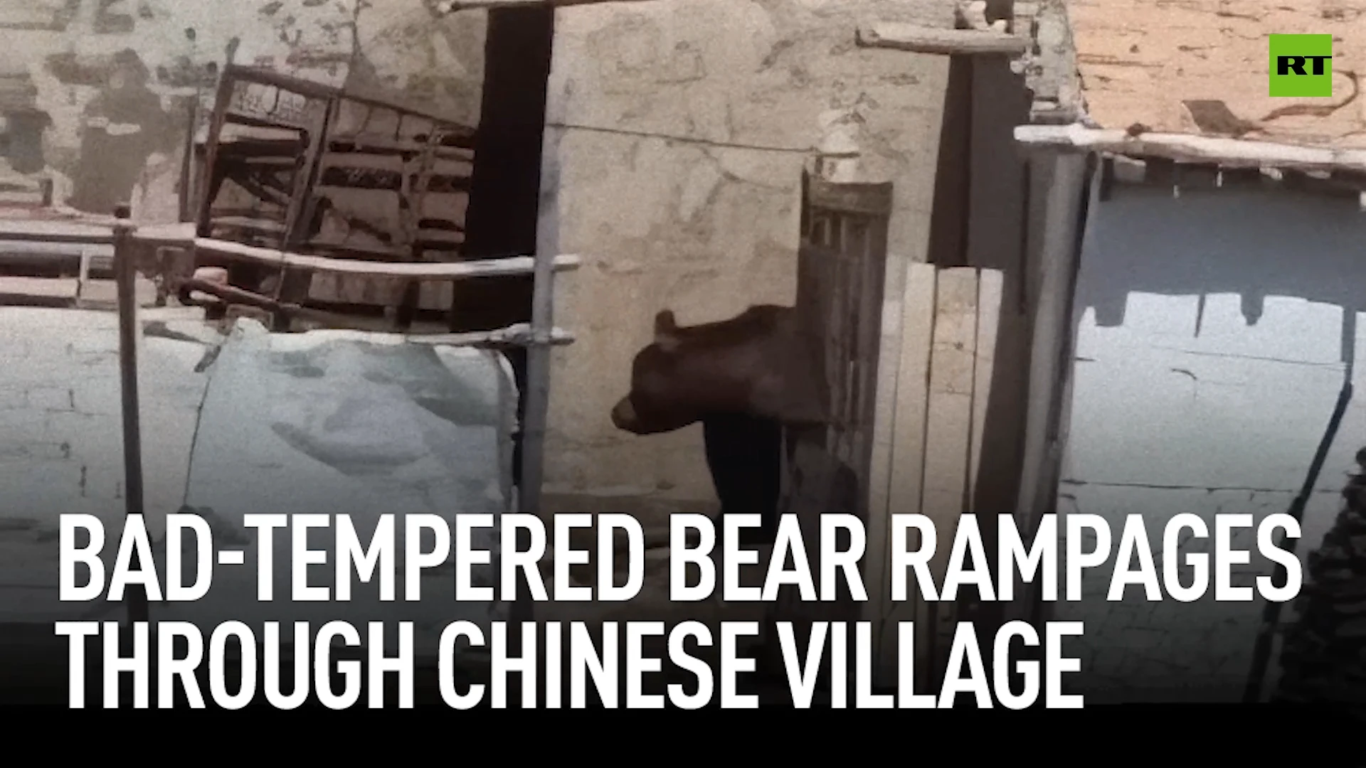 Bad-tempered bear rampages through Chinese village