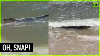 Alligator takes beach vacation