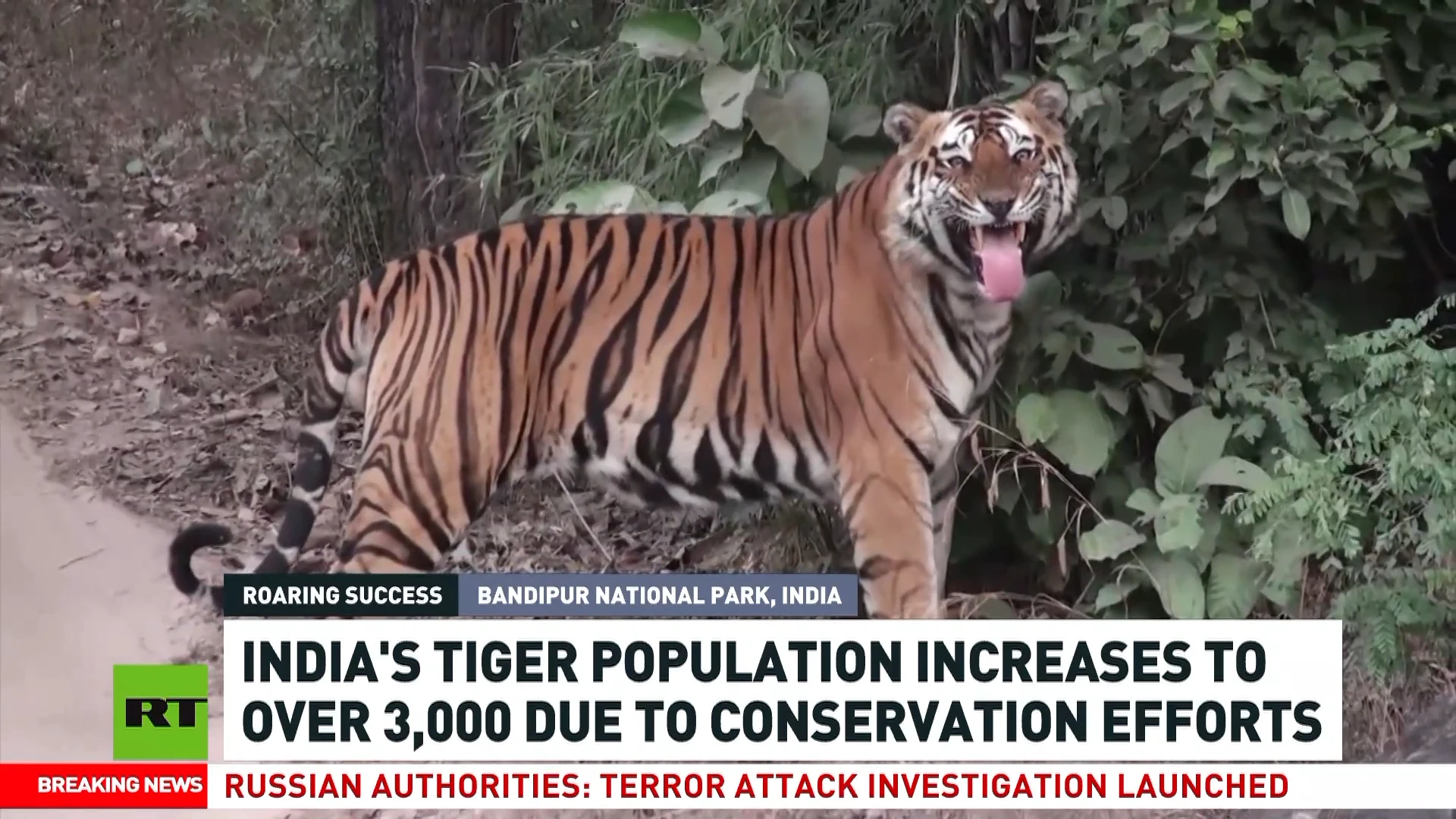 India's tiger population increases to over 3,000 due to conservation efforts