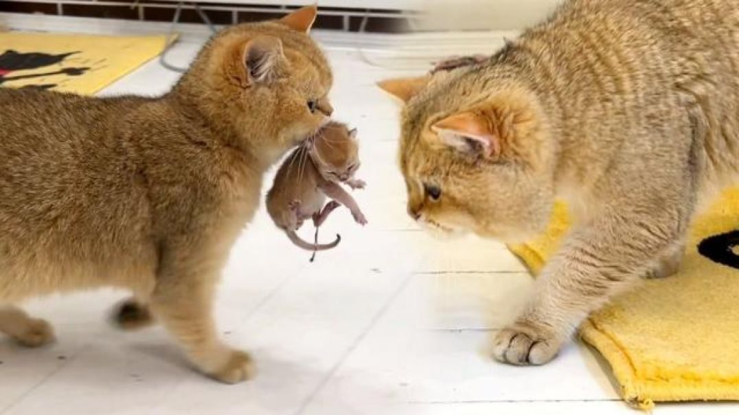 Mom cat carries kitten Meow to dad cat so that he takes care of him