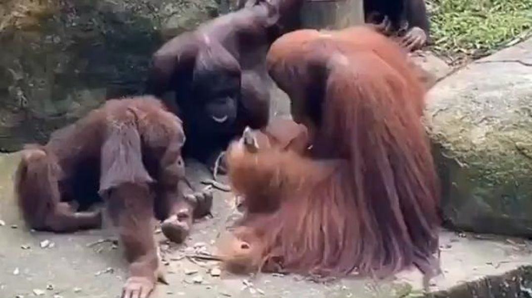 Captive orangutans that had never seen stone tools before - watch the back instruct the front - very fast.