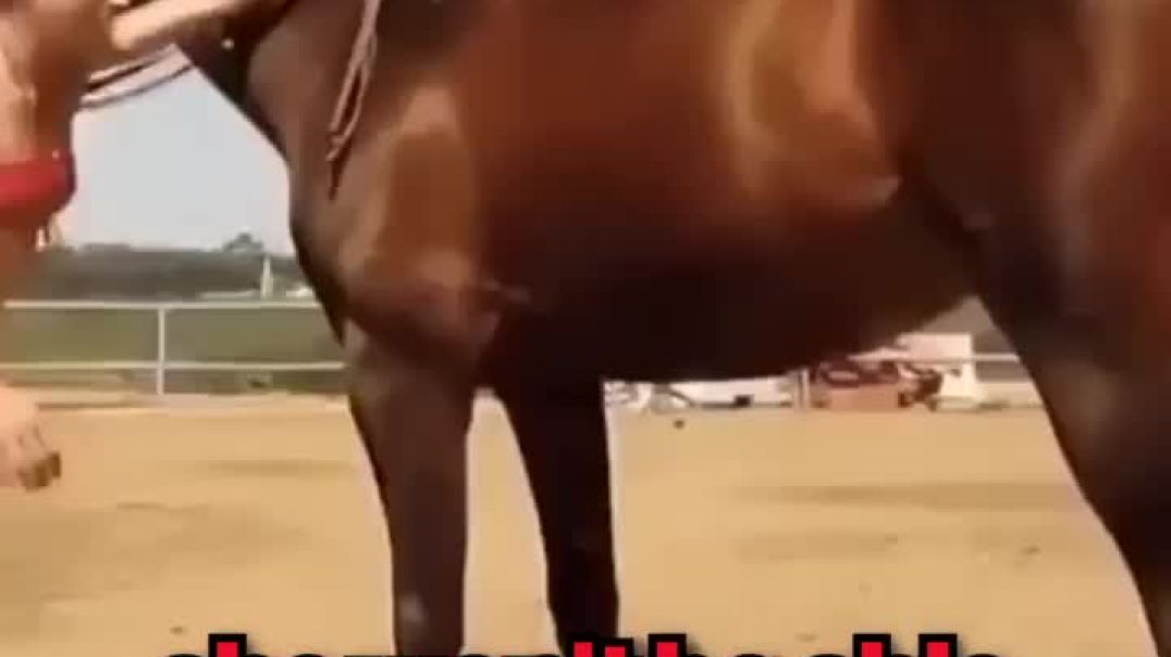 This Horse has 200 IQ ❤