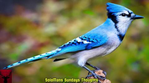 SoloMans Sunday Thoughts