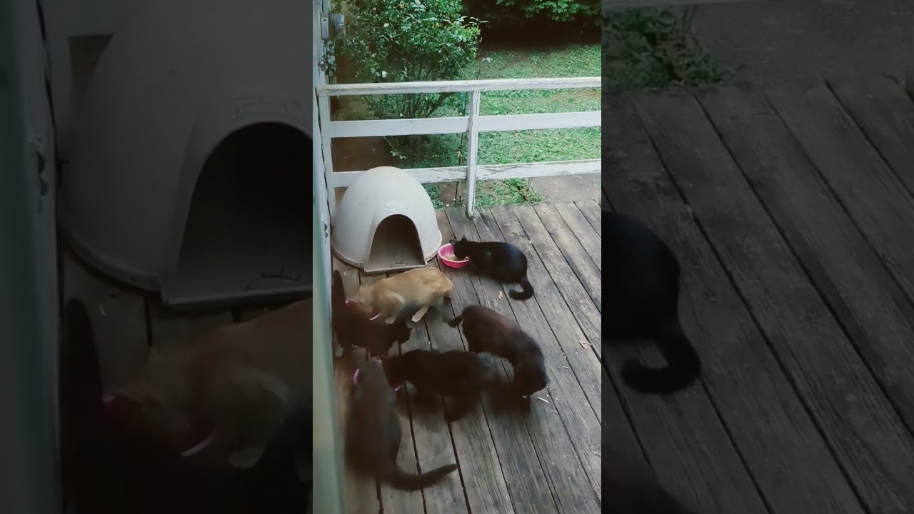 Stray Cat Breakfast Party!