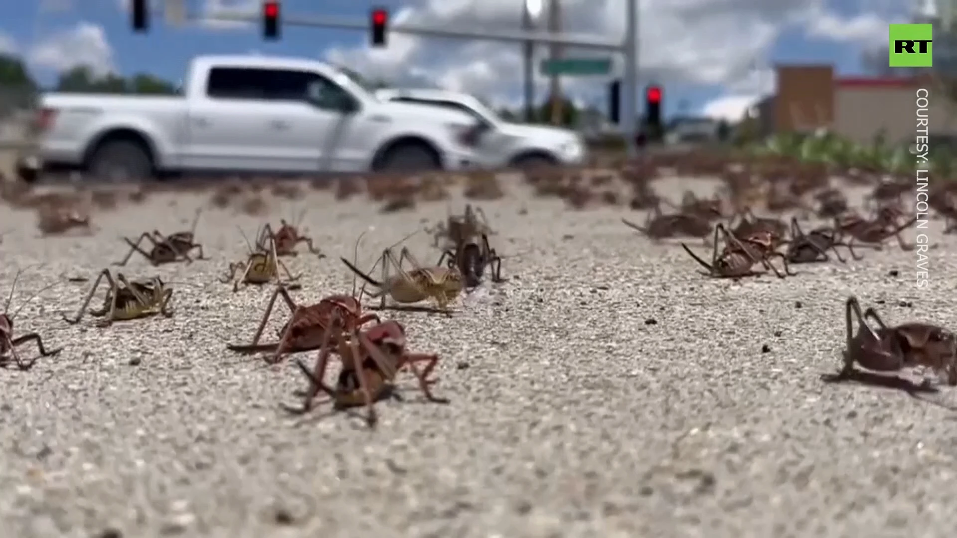 Millions of crickets engulf Nevada town