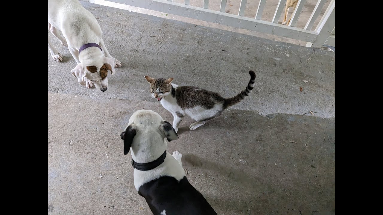 GoFundMe Project to Help With Stray Cats!