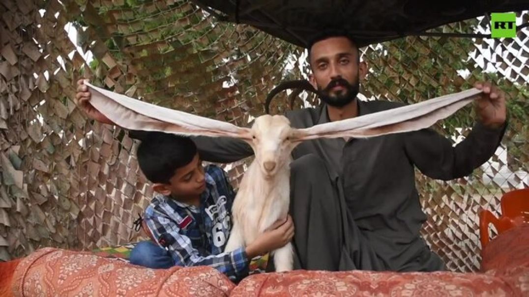 All ears! Pakistani breeder hopes to set new world record with long-eared goat