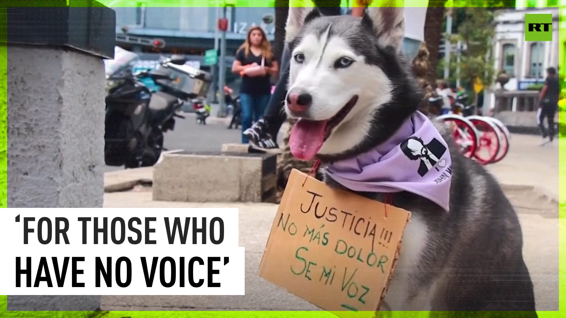 Pets join Mexico City march against animal abuse