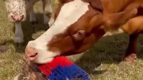 CRAZY - cow scratch pad