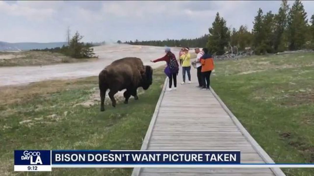 In other news: Bison doesn't want picture taken. Yellowstone National Park visitors are urged not...