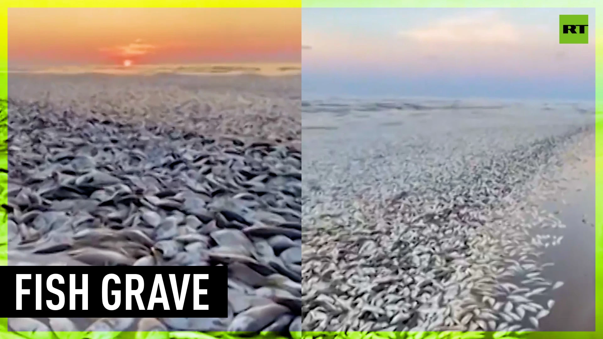 Massive grave of dead fish stretches across Texas beaches