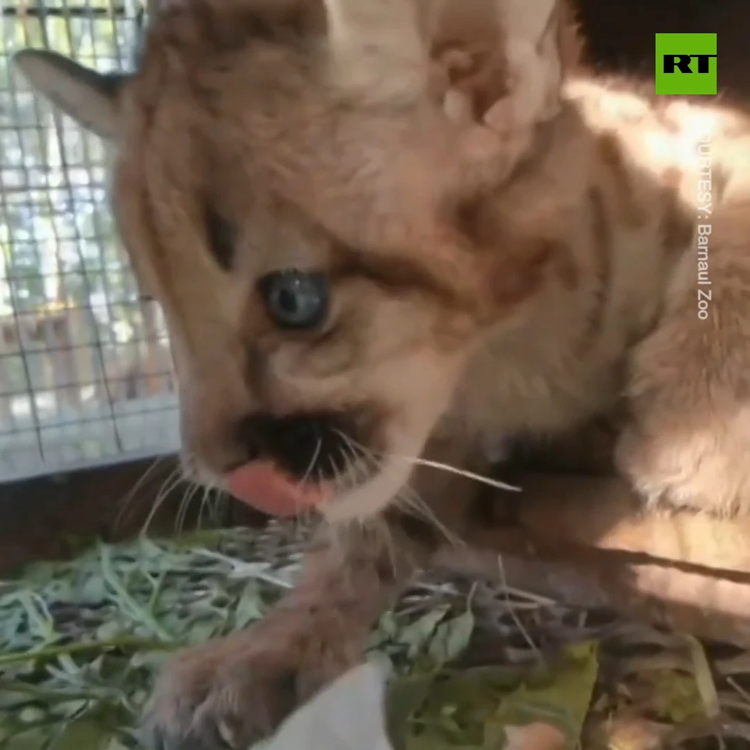 Barnaul Zoo's cougar kitten tastes meat for the first time