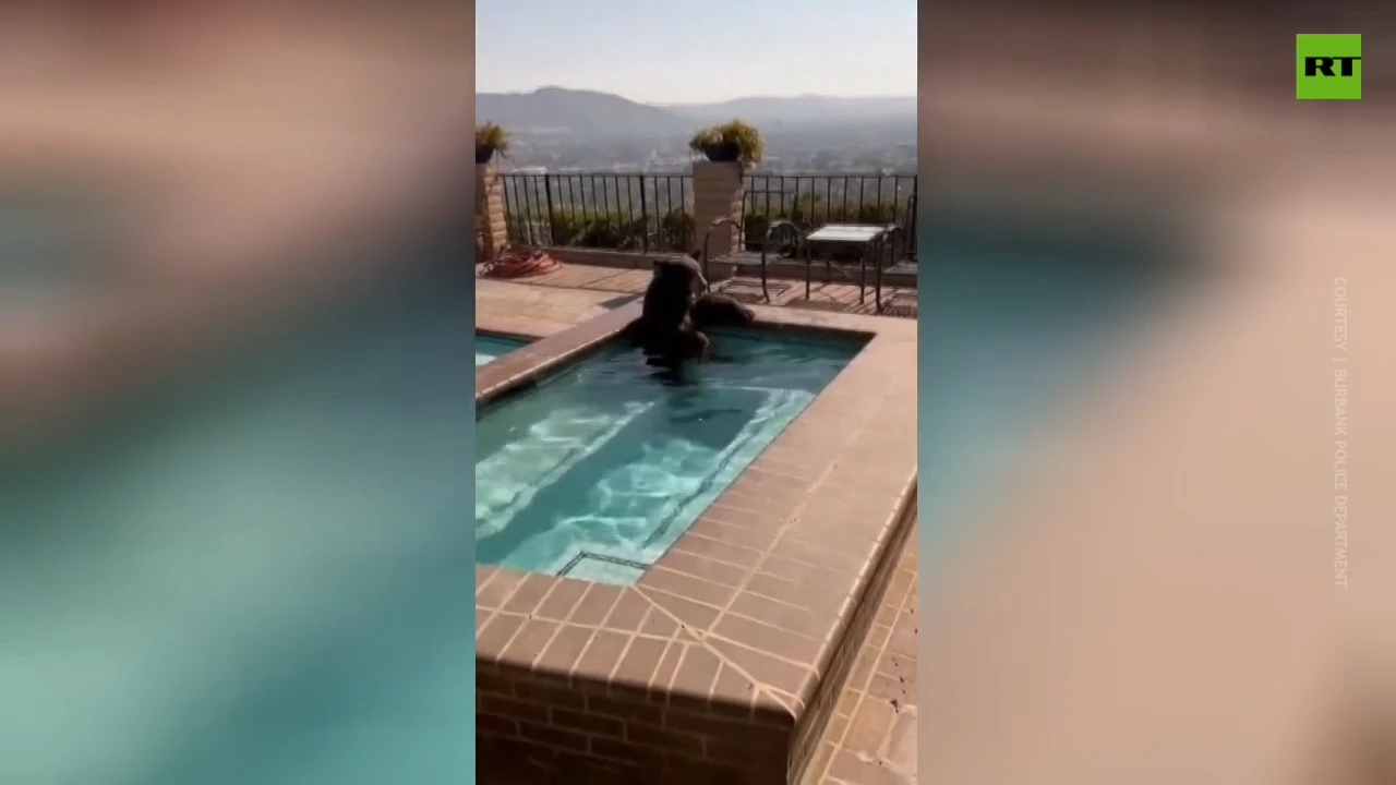 Bear chills in Californian jacuzzi