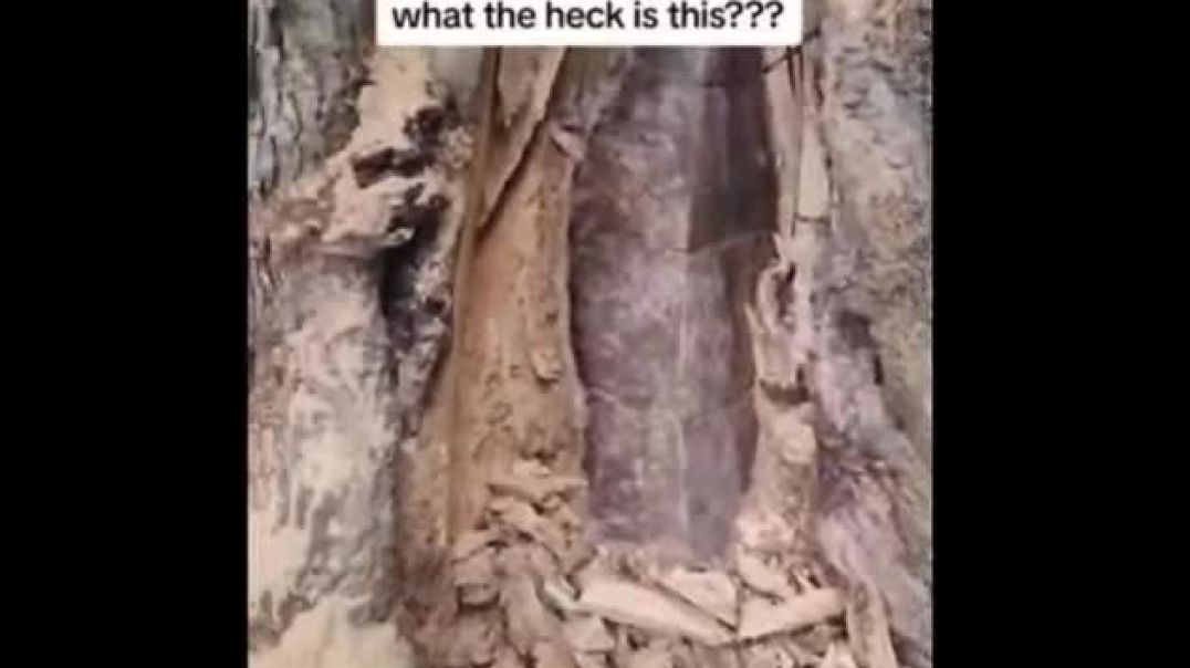 A mystical tree?