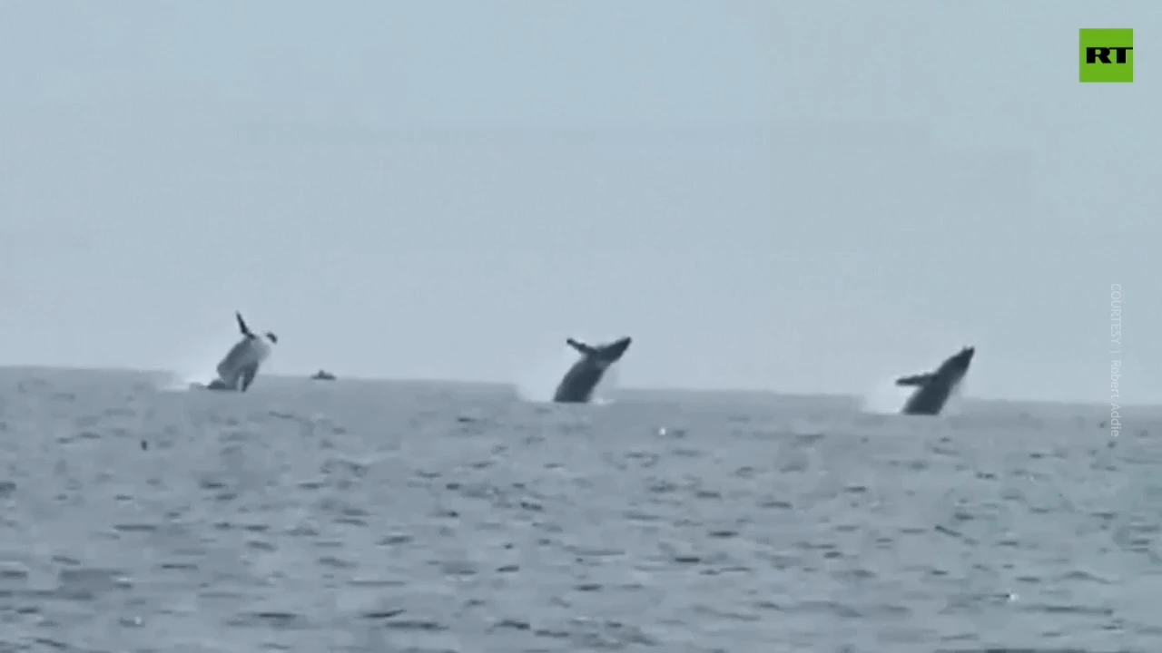 Astonishing! Three humpback whales jump in unison