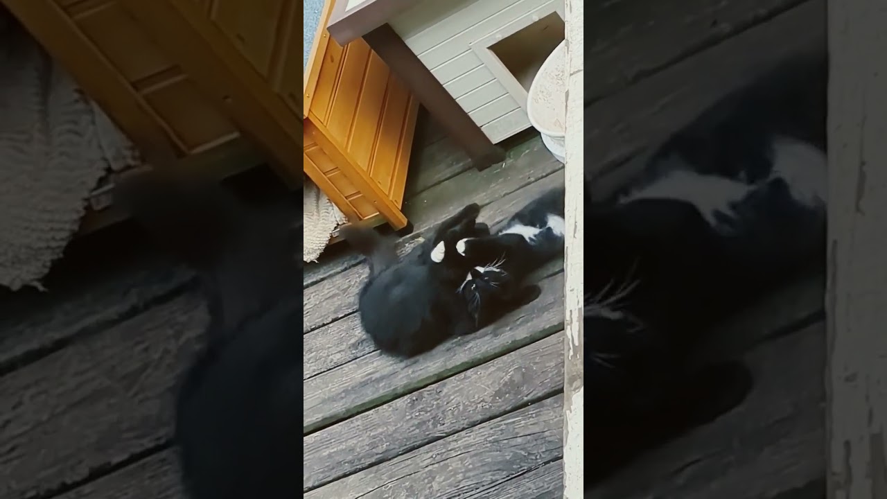 Mama Cat & Kitten Playing Together