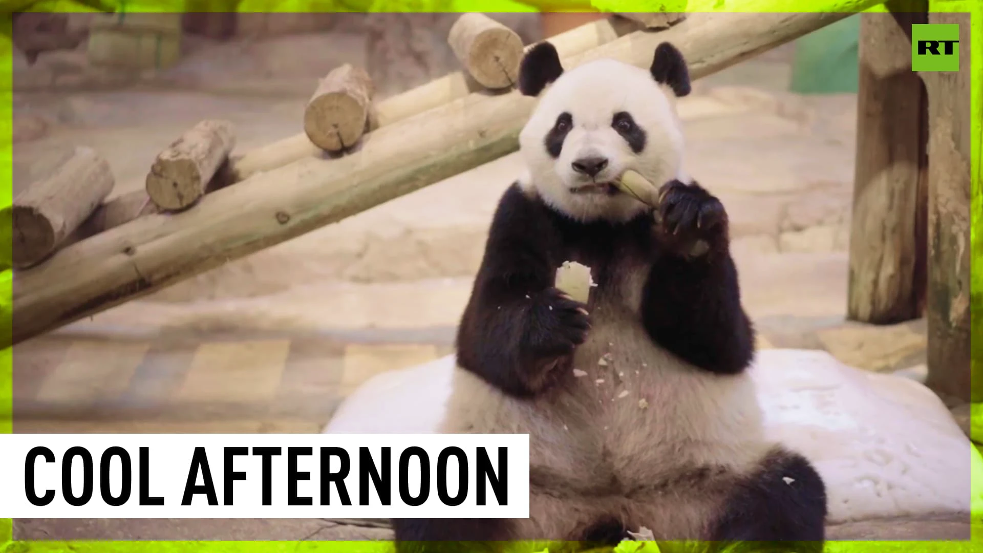 Pandas beat the heat with ice and cool tea at Chinese Park