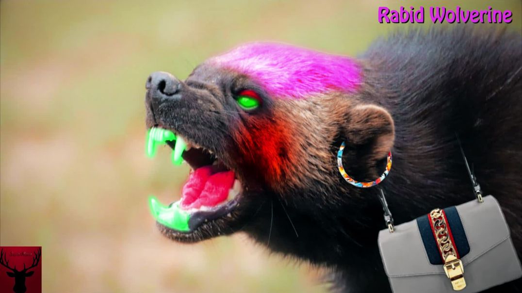 Rabid Wolverine