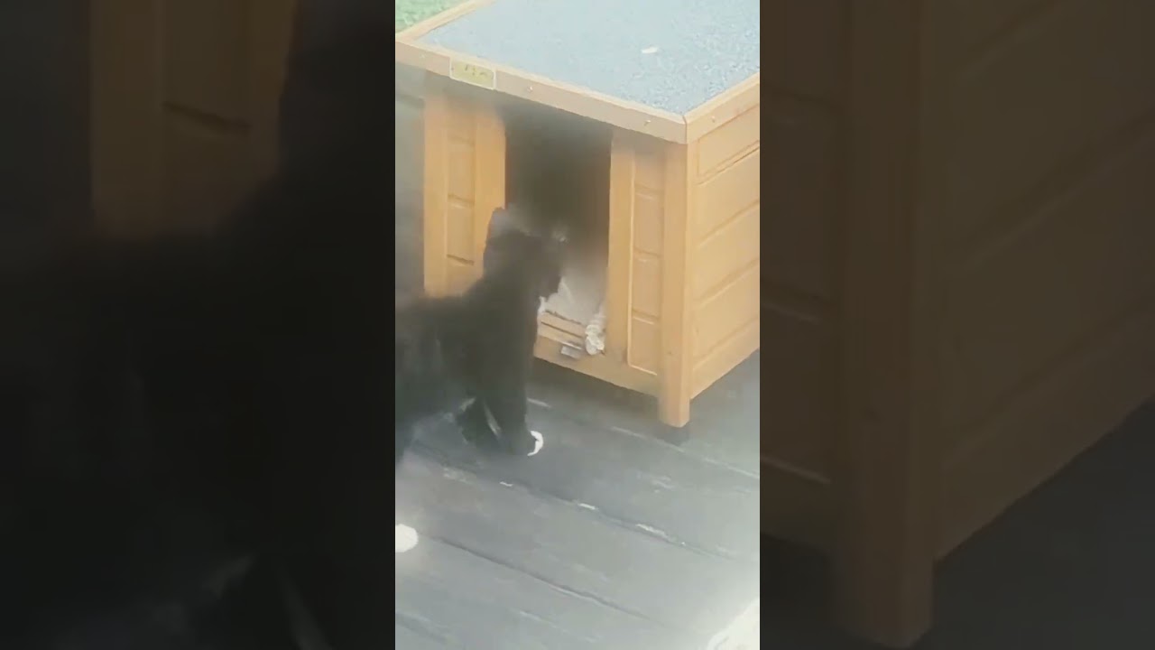 A Quick Look at Some of the Porch Cats