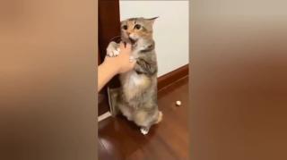 Too Funny Cats Like a Men ???