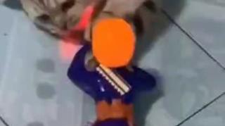 Funniest Cats Video TRY NOT TO LAUGH challenge IMPOSSIBLE