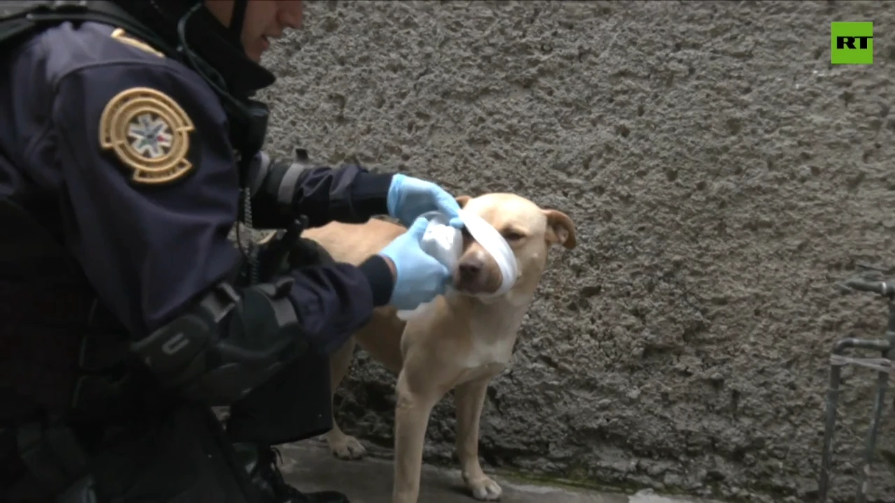 Veterinary paramedic rescues animals in Mexico