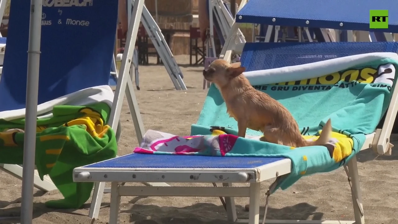 Dogs run to BauBeach to cool off