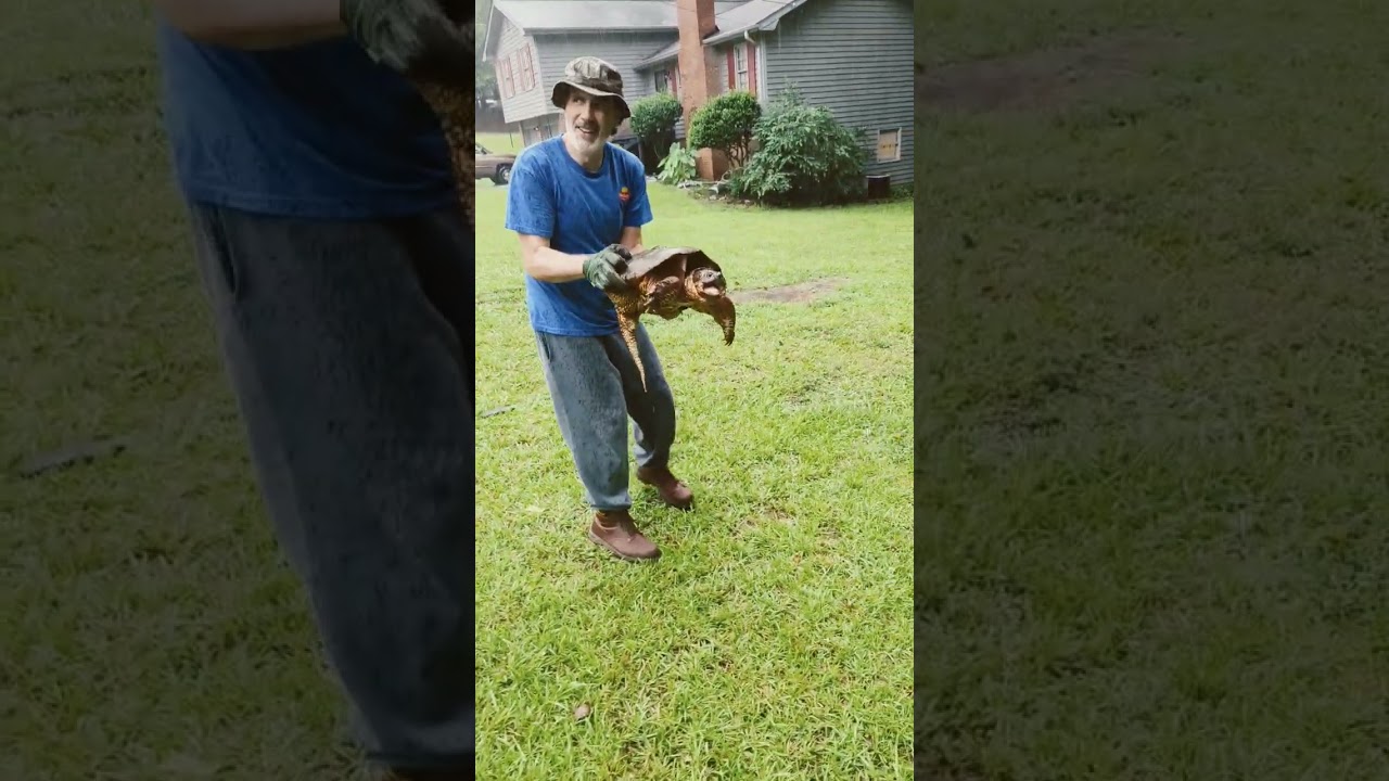 RESCUING GIANT Snapping TURTLE FROM THE ROAD! ?