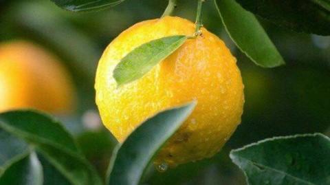 A outra metade da laranja!